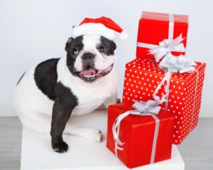 Bulldogge mit Geschenken