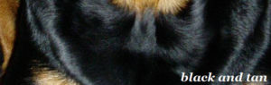 Bildausschnitt das eine französische Bulldogge mit der Fellfarbe Black und Tan zeigt