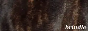 Bildausschnitt das eine französische Bulldogge mit der Fellfarbe Brindle zeigt