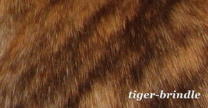 Bildausschnitt das eine französische Bulldogge mit der Fellfarbe Tiger-Brindle zeigt