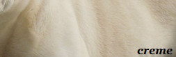 Bildausschnitt das eine französische Bulldogge mit der Fellfarbe Creme zeigt