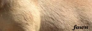 Bildausschnitt das eine französische Bulldogge mit der Fellfarbe hell fawn zeigt