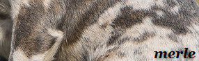 Bildausschnitt das eine französische Bulldogge mit der Fellfarbe Merle zeigt