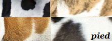 Bildausschnitt das eine französische Bulldogge mit der Fellfarbe Pied zeigt