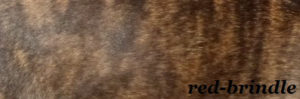 Bildausschnitt das eine französische Bulldogge mit der Fellfarbe Red Brindle zeigt