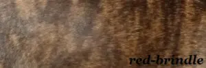 Bildausschnitt das eine französische Bulldogge mit der Fellfarbe Red Brindle zeigt