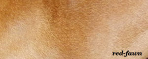 Bildausschnitt das eine französische Bulldogge mit der Fellfarbe Red Fawn zeigt