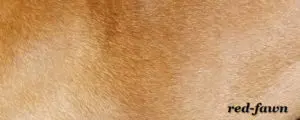 Bildausschnitt das eine französische Bulldogge mit der Fellfarbe Red Fawn zeigt