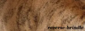 Bildausschnitt das eine französische Bulldogge mit der Fellfarbe Reverse Brindle zeigt