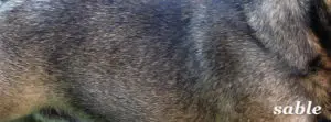 Bildausschnitt das eine französische Bulldogge mit der Fellfarbe Sable zeigt