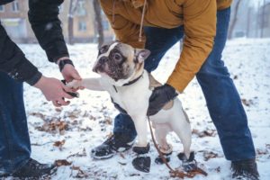 eine französische Bulldogge bekommt im Winter einen Pfotenschutz