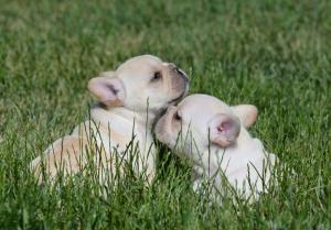 zwei französische Bulldoggen Welpen auf einer Wiese Vorschaubild