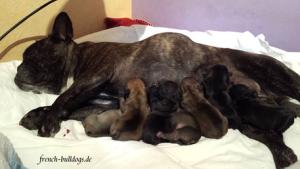french bulldogs