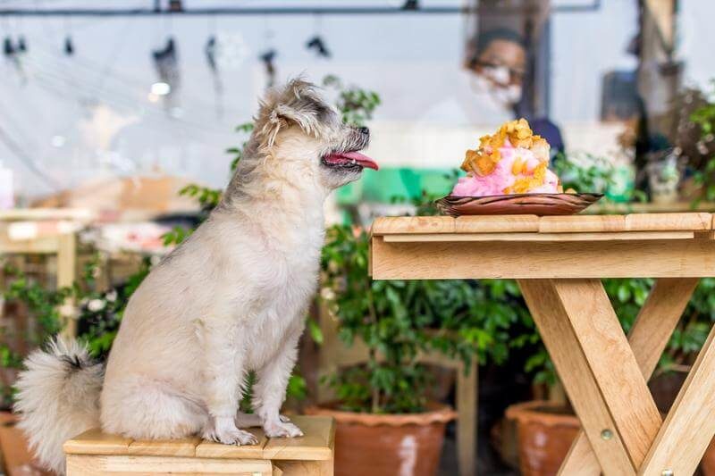 ein Hund sitzt vor einem Tisch mit Hundeeis