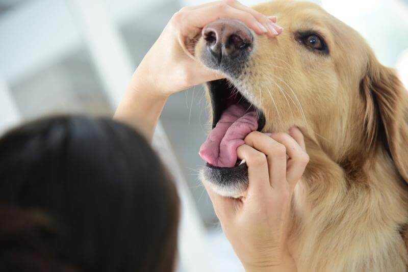 Hund mit Halsentzündung