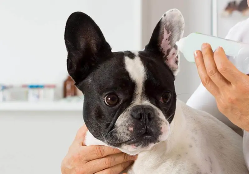 Bully mit Hundeohrenreiniger