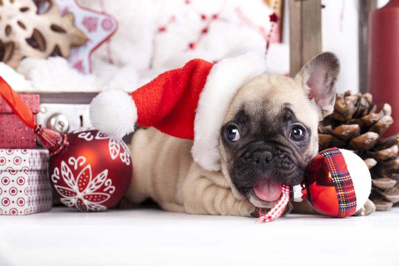 französische Bulldogge mit Nikolausmütze und Weihnachtskugel