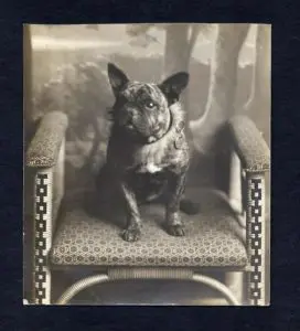 französische Bulldogge um die 1905 auf einem Sessel sitzend