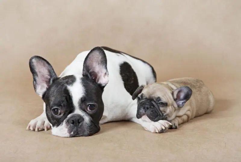 französische Bulldogge Erwachsen und ein Welpe