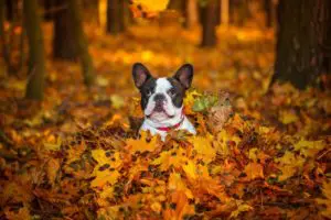 französische Bulldogge im Herbstlaub