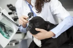 Eine Tierärztin kontrolliert bei einer französischen Bulldogge die Ohren