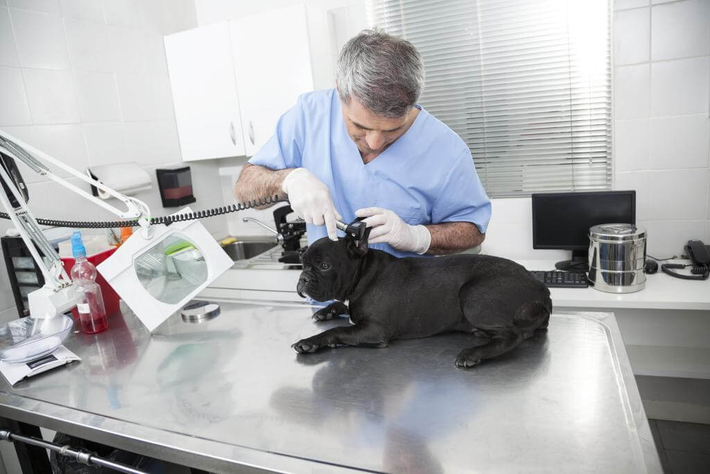 Ein Tierarzt kontrolliert einer französischen Bulldogge die Ohren