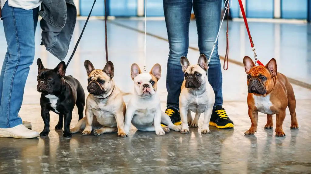 Züchter französische Bulldoggen