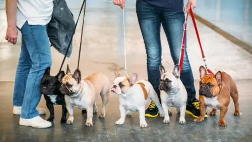 2 Menschen und 4 französische Bulldoggen