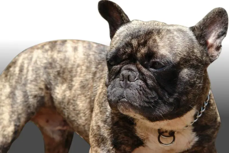 liegende französische Bulldogge