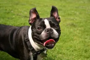 schwarze französische Bulldogge mit weissem Hals