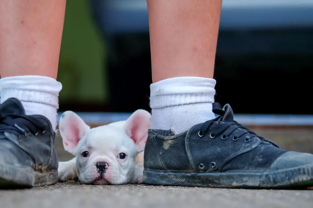 weisse franzöische Bulldogge zwischen Kinder füssen