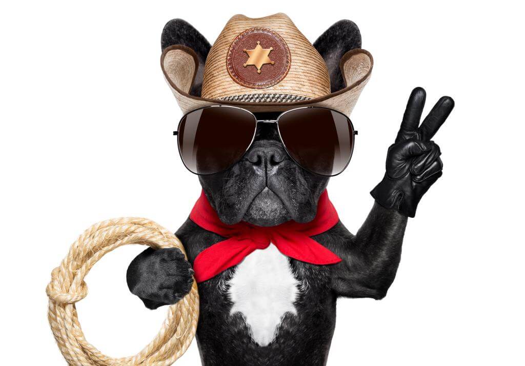 Eine französische Bulldogge als Cowboy verkleidet