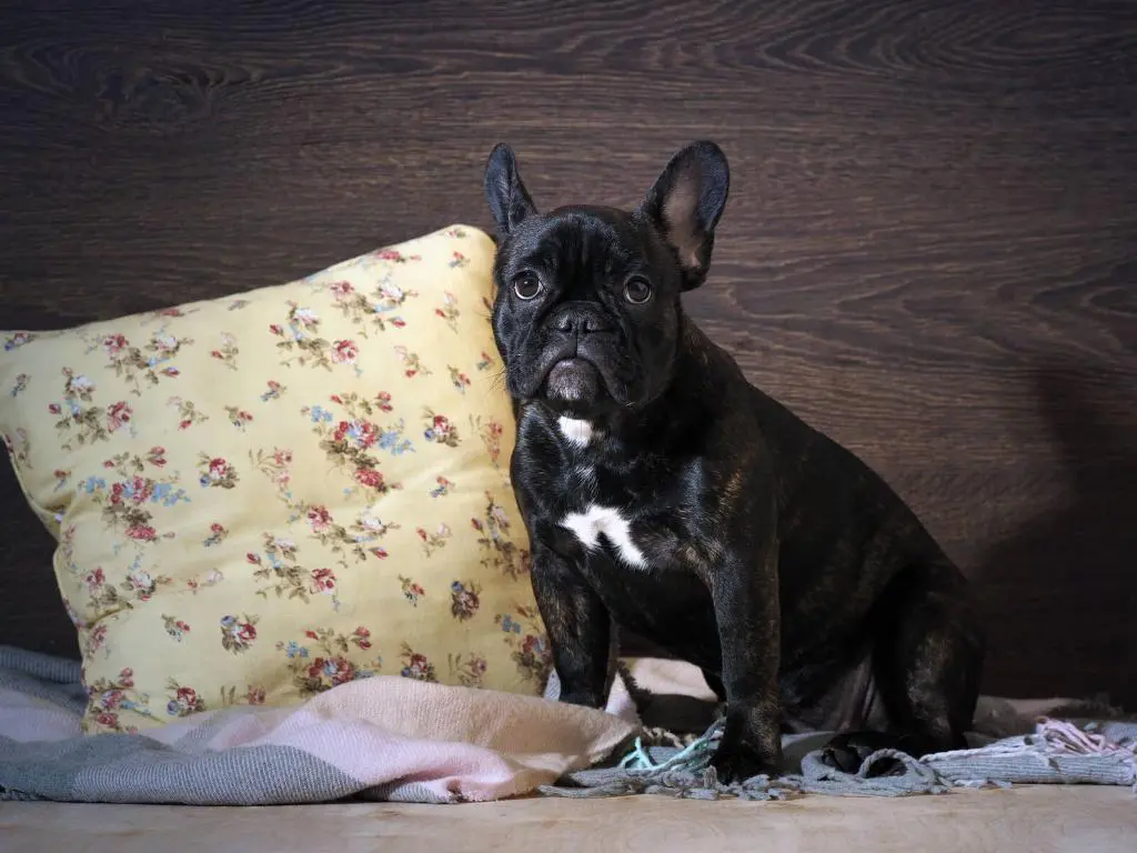 eine französische Bulldogge neben einem Kissen