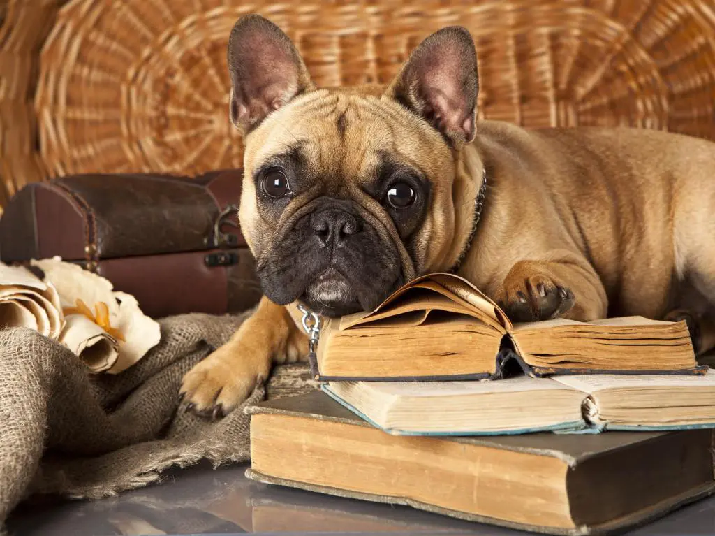 französische Bulldogge mit Buch
