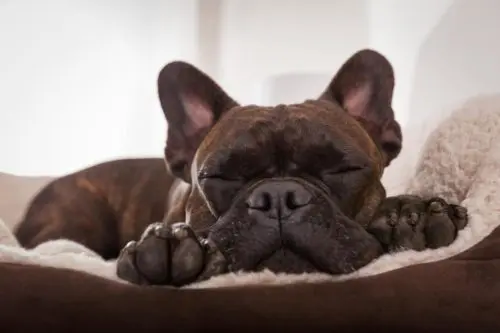 French Bully im Hundebett