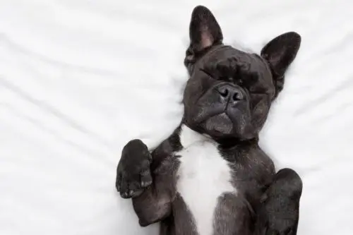 schwarze französische Bulldogge im Hundebett