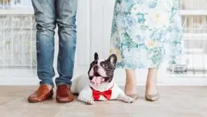 Französische Bulldogge Familie Vorschaubild