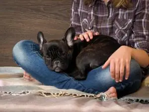 eine schwarze französische Bulldogge geniesst die Naehe seines Menschen Vorschaubild