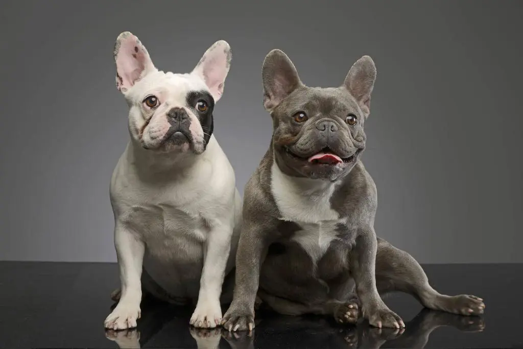 eine weißer und ein schwarzer French Bully