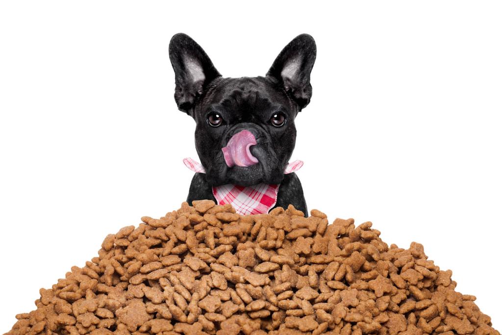 Die Top Vergleichssieger - Finden Sie bei uns die Futter für französische bulldogge Ihren Wünschen entsprechend