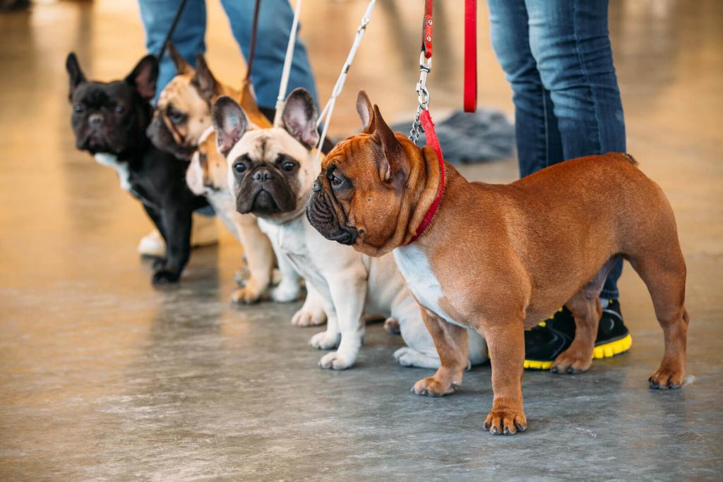 45+ Blue Fawn Sable French Bulldog