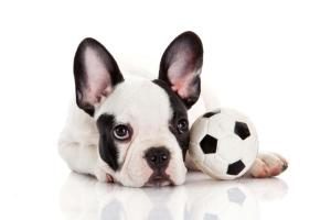 französische Bulldogge mit seinem Spielzeug Vorschaubild