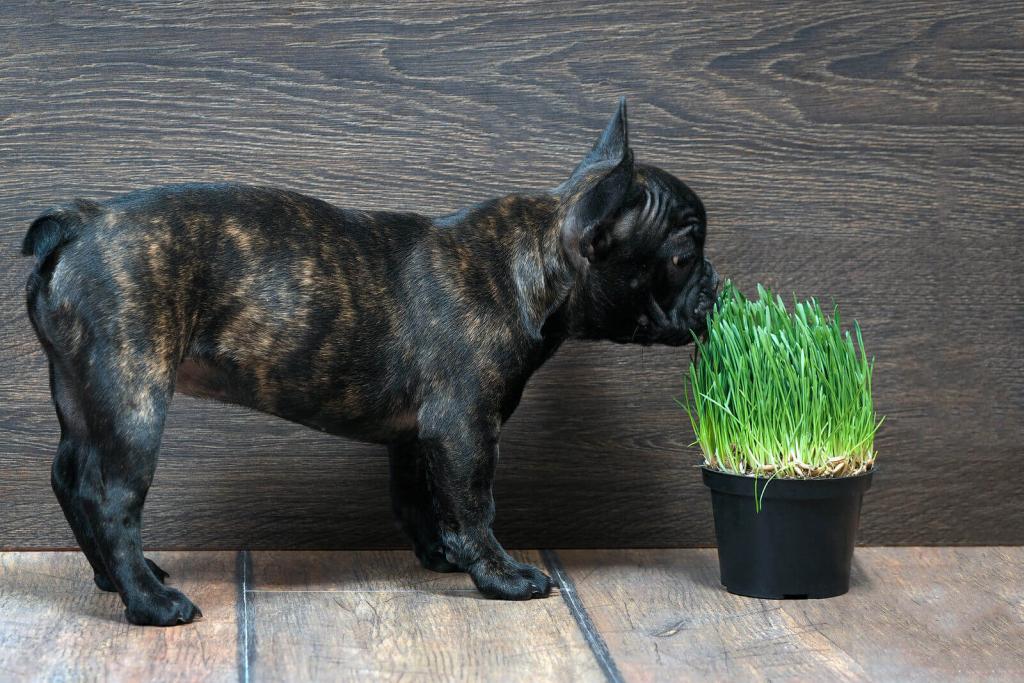 Bully schnüffelt an Gras