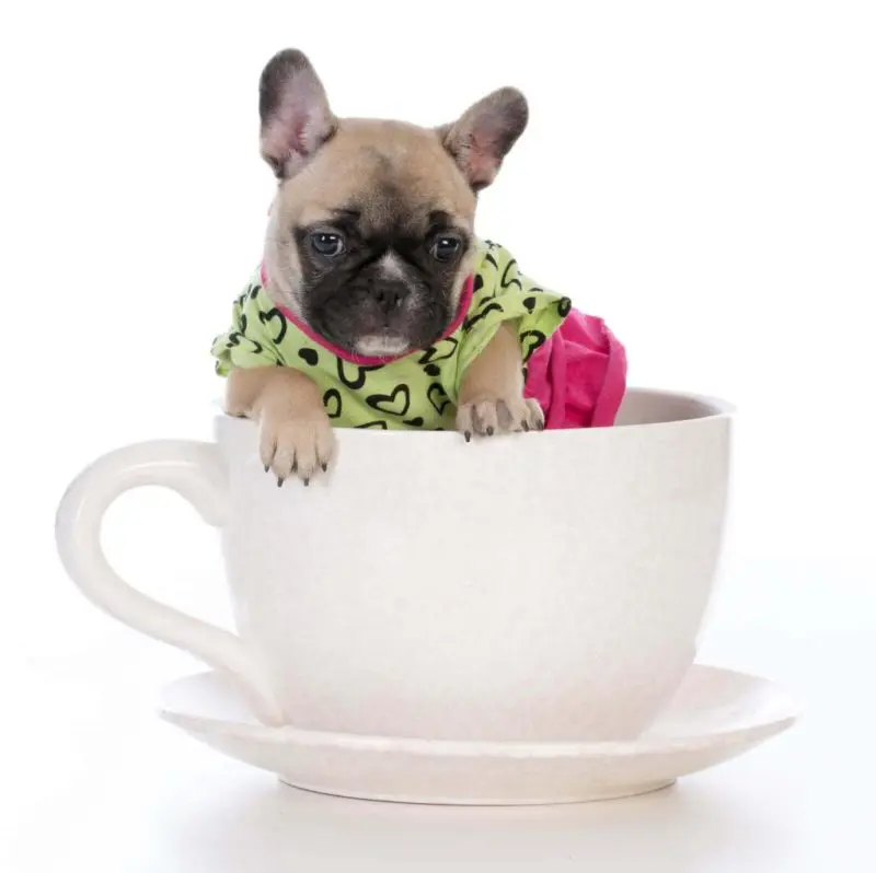 Ein French Bully Welpe in einer Tasse