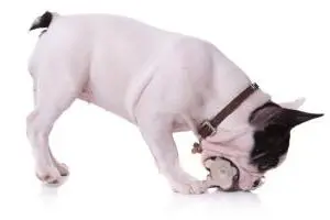 ein Bully kaut an seinem Kauspielzeug Vorschaubild