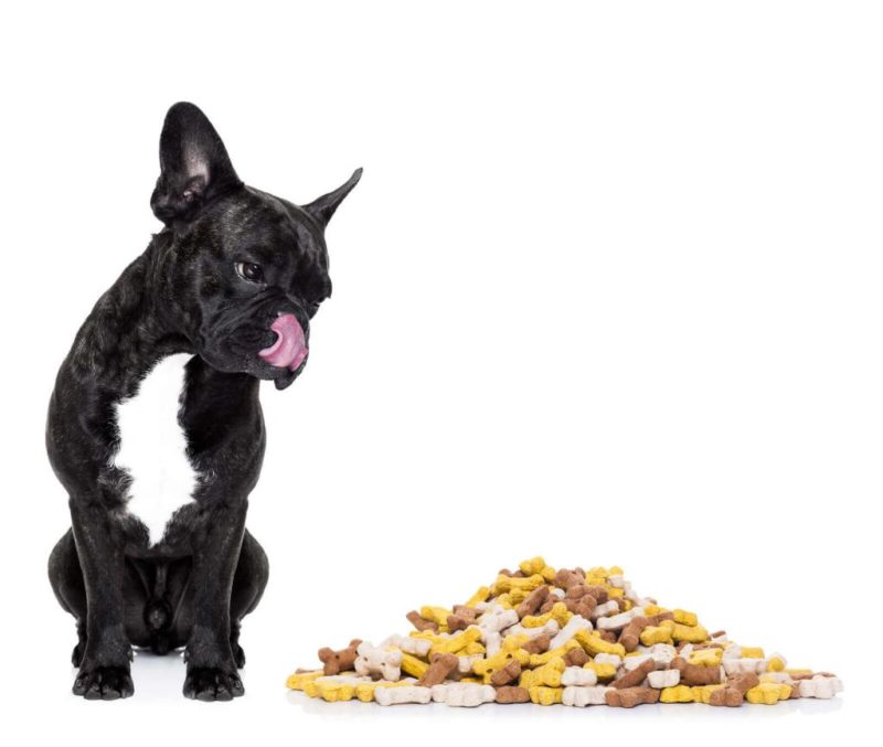 ᐅ Preiswerte Trockenfutter für deine französische Bulldogge › Französische Bulldoggen Blog - Eine Franz%C3%B6sische BullDogge Vor Einem Berg Von Trockenfutter 800x677
