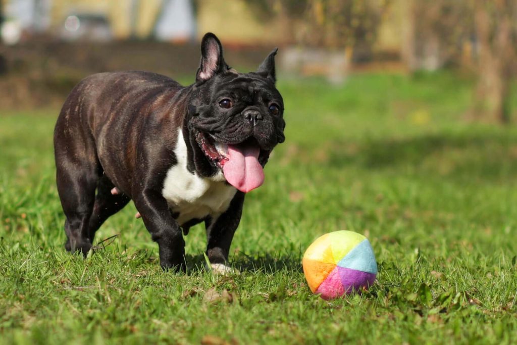 eine französische Bulldogge apportiert einen Ball