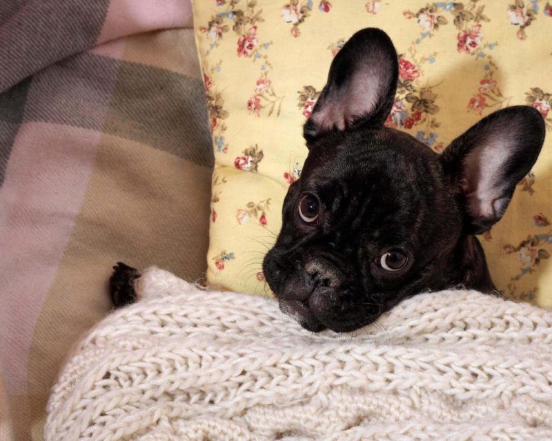 eine junge französische Bulldogge auf einem Kissen