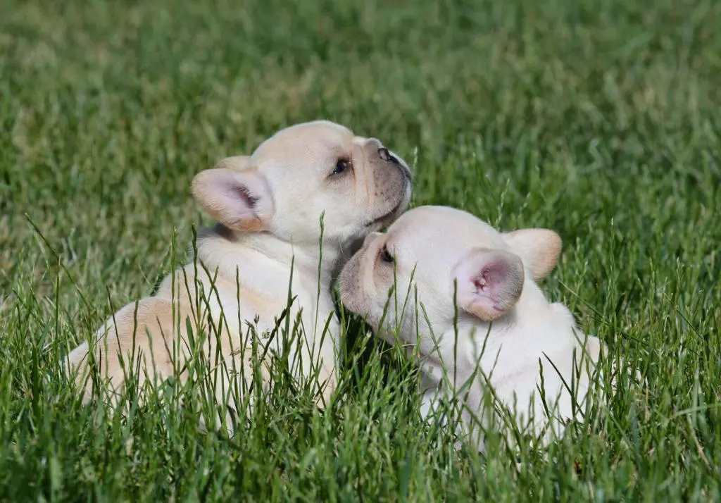 zwei französische Bulldoggen Welpen auf einer Wiese