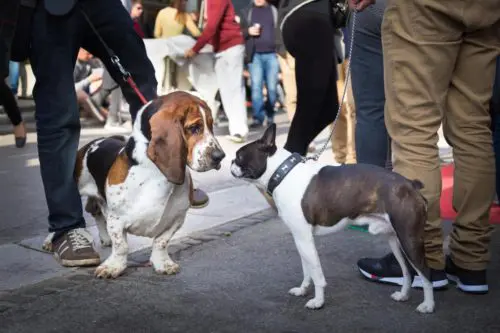 Hundebegegnung